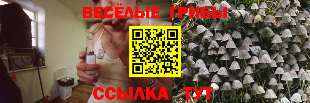Псилоцибиновые грибы Psilocybine cubensis Северск